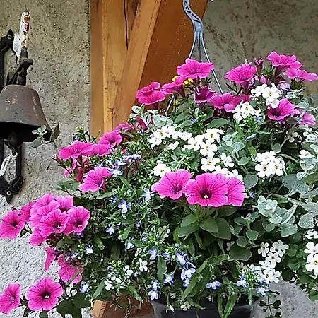 Cerise